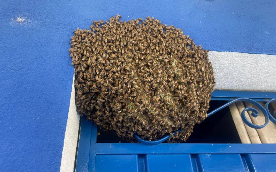Presencia de Enjambres de Abejas