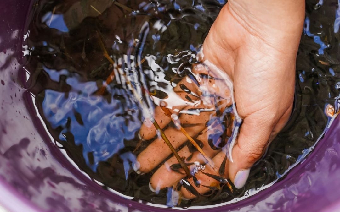 Entrega de Peces Guppy