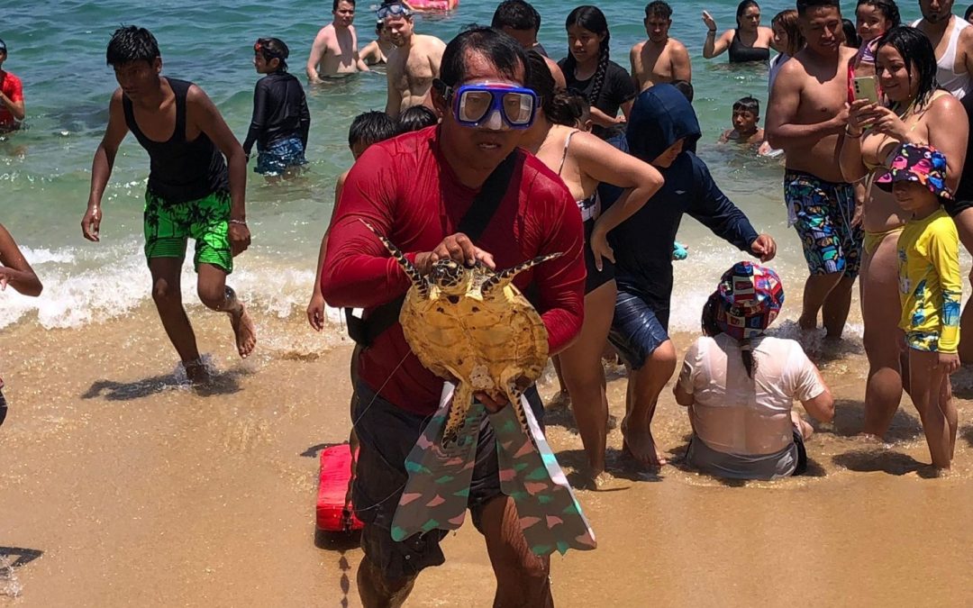 Protección de la fauna marina.