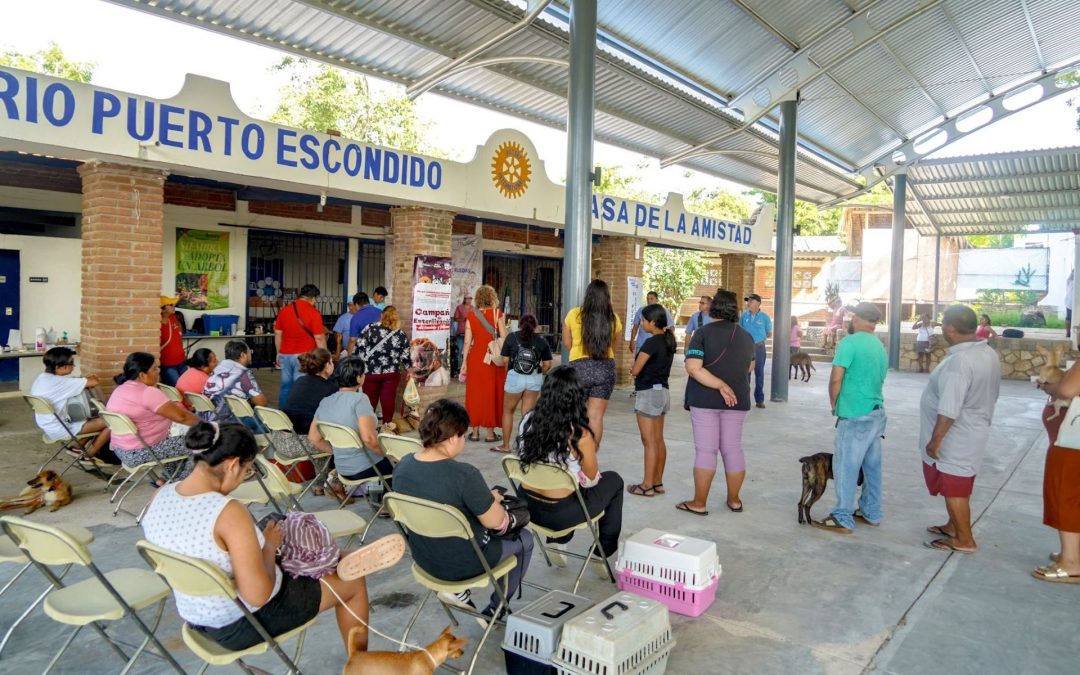 Esterilización de perros y gatos en el Sector Hidalgo