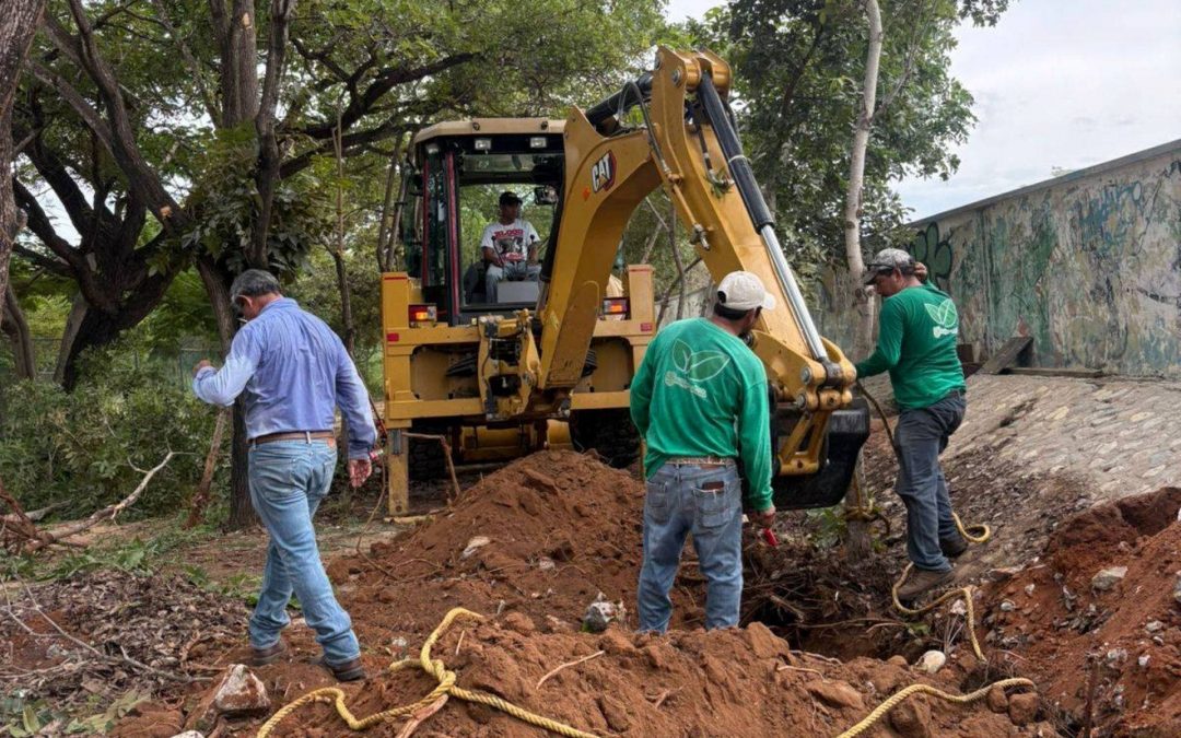 Rescate de árboles en la Unidad Deportiva Villa Primavera.