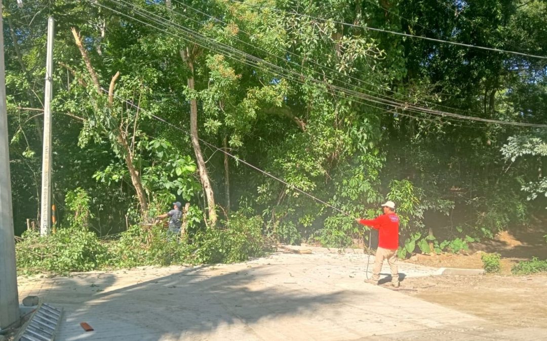 Poda en la comunidad de Toledo Mixtepec.