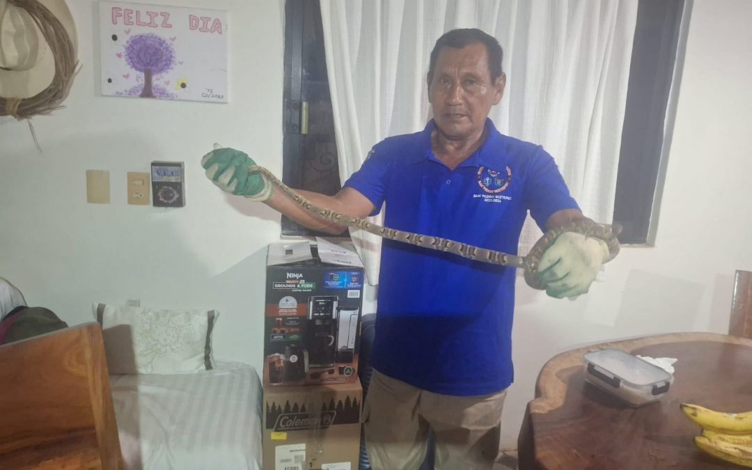 Rescate de Boa constrictor.