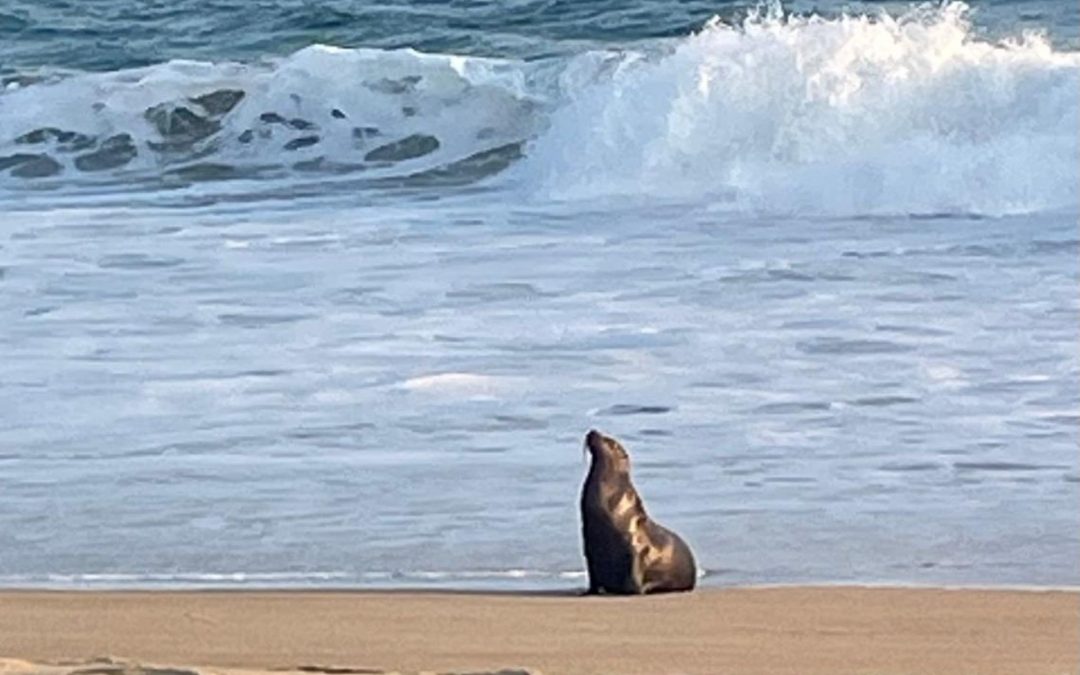 Visitante muy especial.